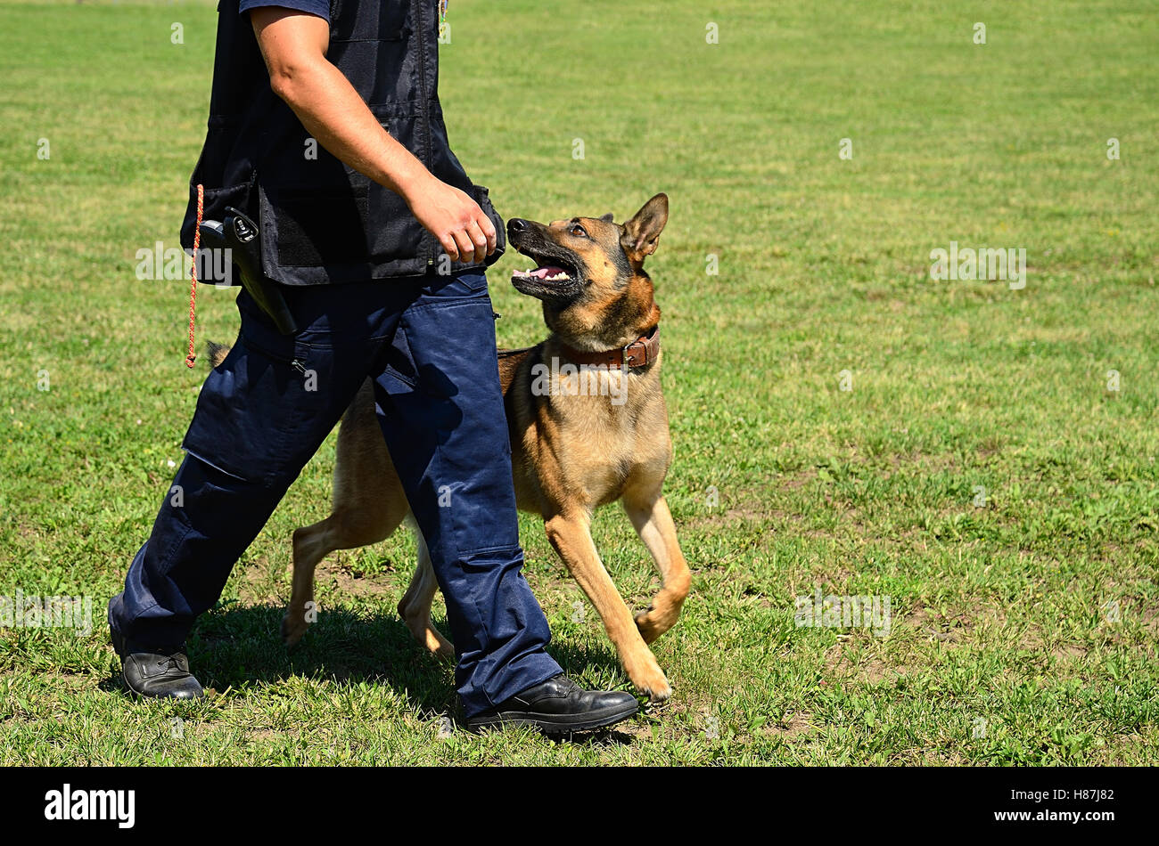 K9 Polizist mit seinem Hund in der Ausbildung Stockfoto