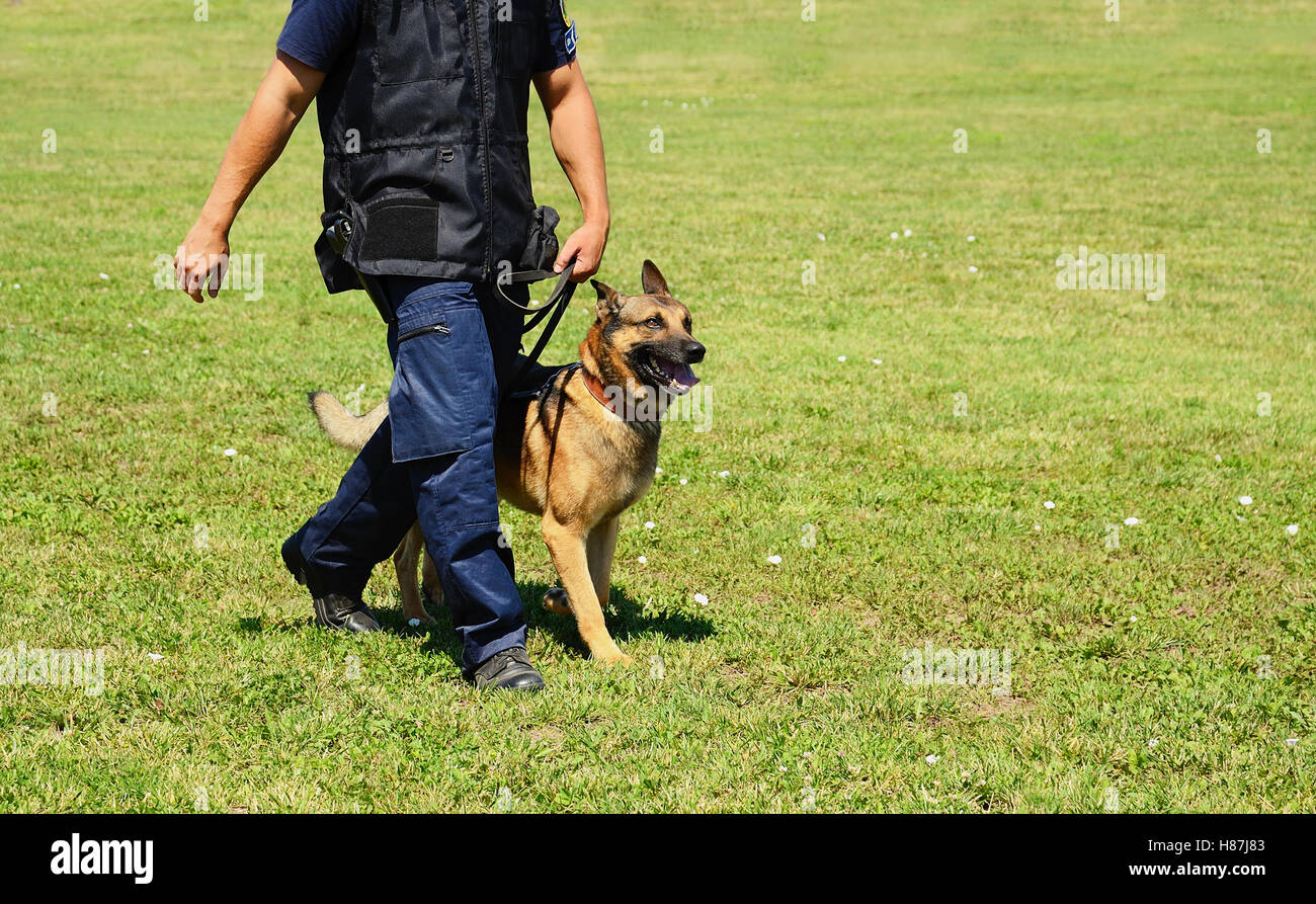 K9 Polizist mit seinem Hund in der Ausbildung Stockfoto