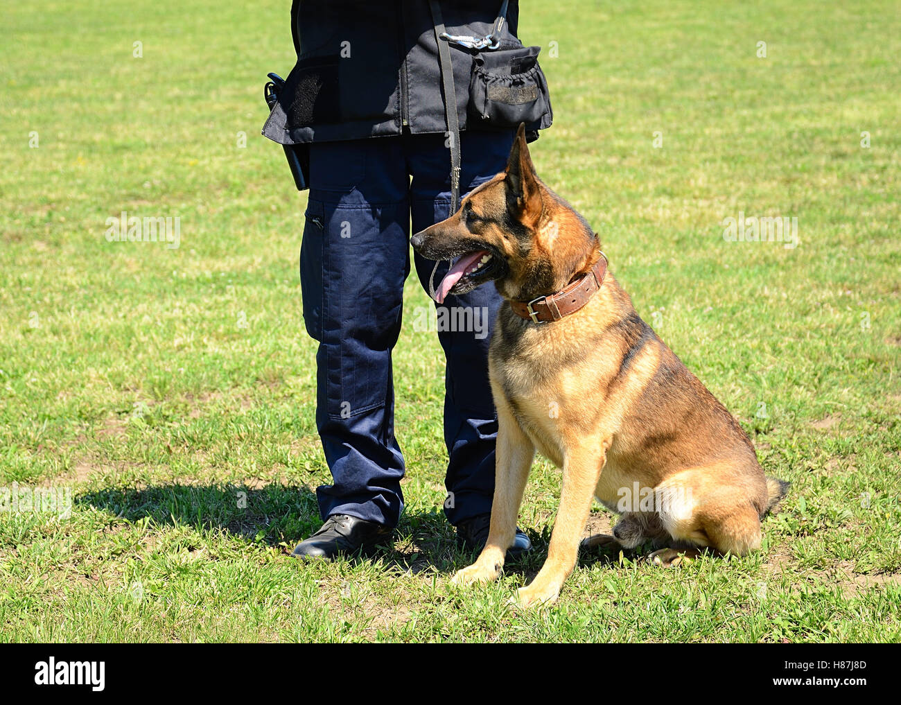 K9 Polizist mit seinem Hund in der Ausbildung Stockfoto