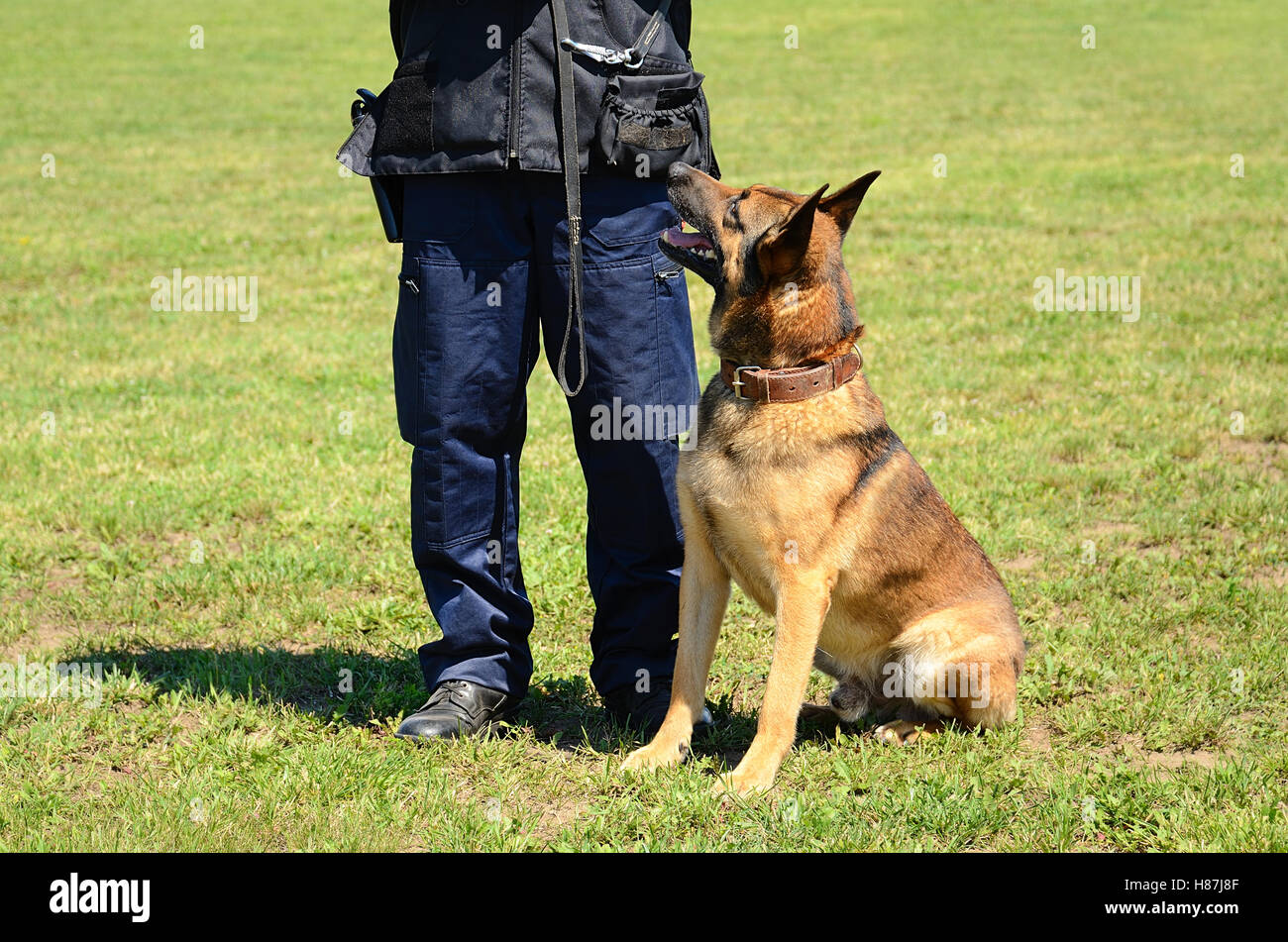 K9 Polizist mit seinem Hund in der Ausbildung Stockfoto