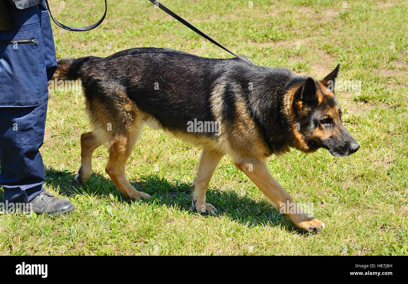 K9 Polizist mit seinem Hund in der Ausbildung Stockfoto