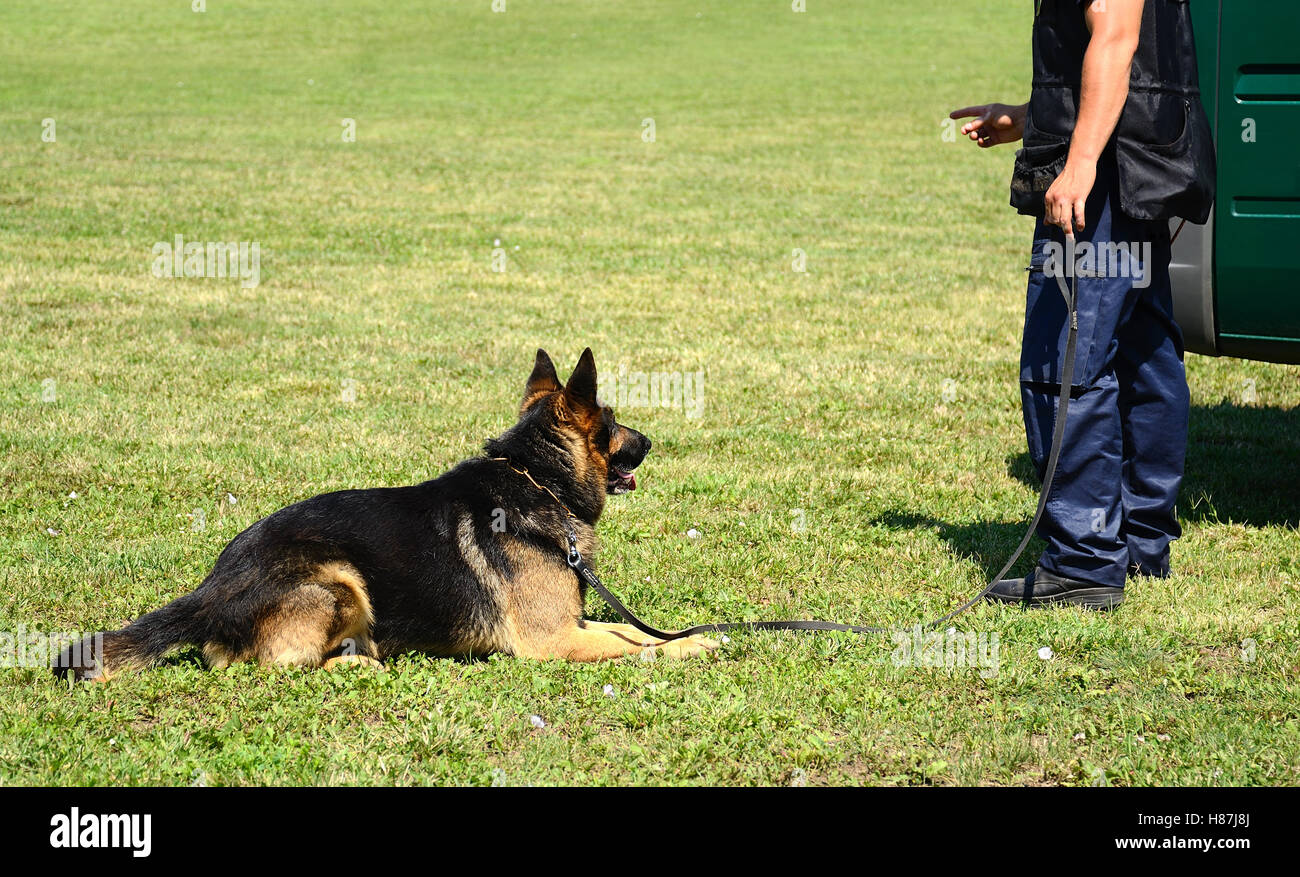 K9 Polizist mit seinem Hund in der Ausbildung Stockfoto