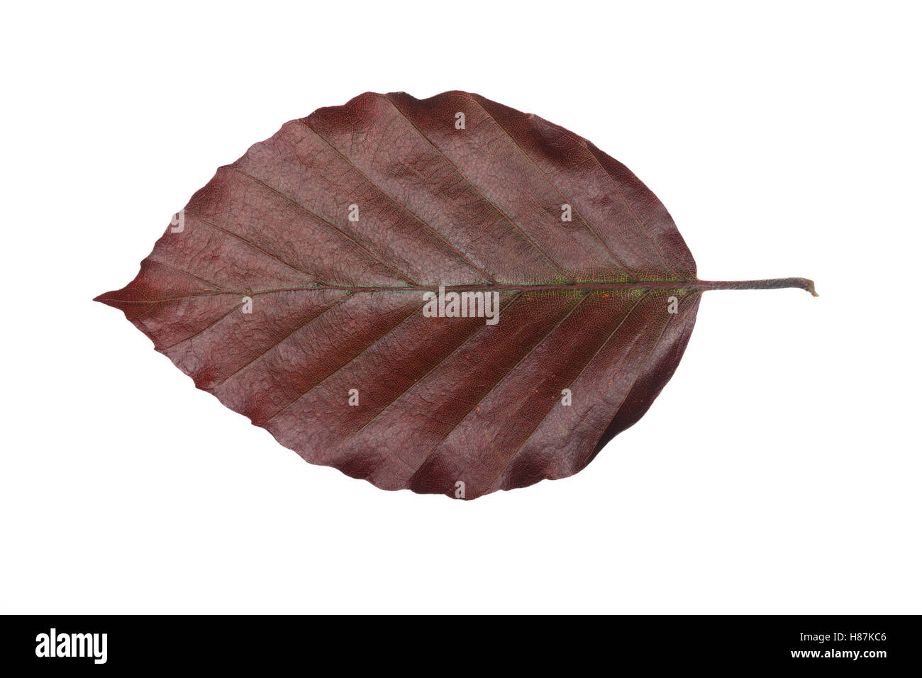 Purpurbuche, Blut-Buche, Blutbuche, Purpur-Puche, Fagus Sylvatica F. Purpurea, Fagus Sylvatica F. Atro-Saftling, Rot-Buche, Rotbu Stockfoto