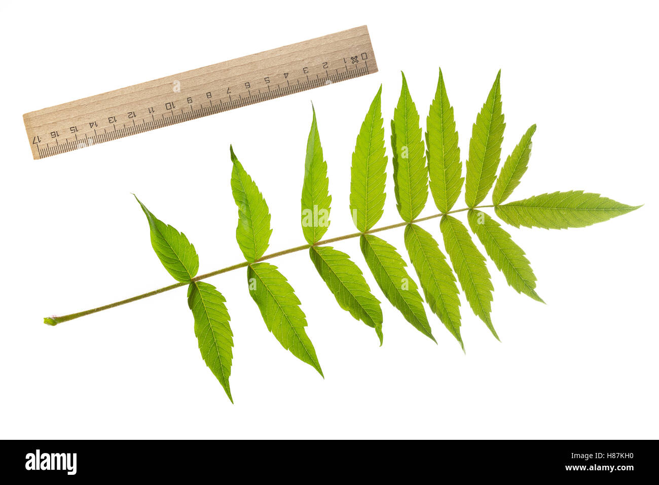 Essigbaum, Essig-Baum, Kolbensumach, Kolben-Sumach, Rhus Typhina, Rhus Hirta, Stag´s Horn Sumach, Le Sumach Vinaigrier, Sumach Ama Stockfoto Essigbaum, Essig-Baum, Kolbensumach, Kolben-Sumach, Rhus Typhina, Rhus Hirta, Stag´s Horn Sumach, Le Sumach Vinaigrier, Sumach Ama Stockfoto