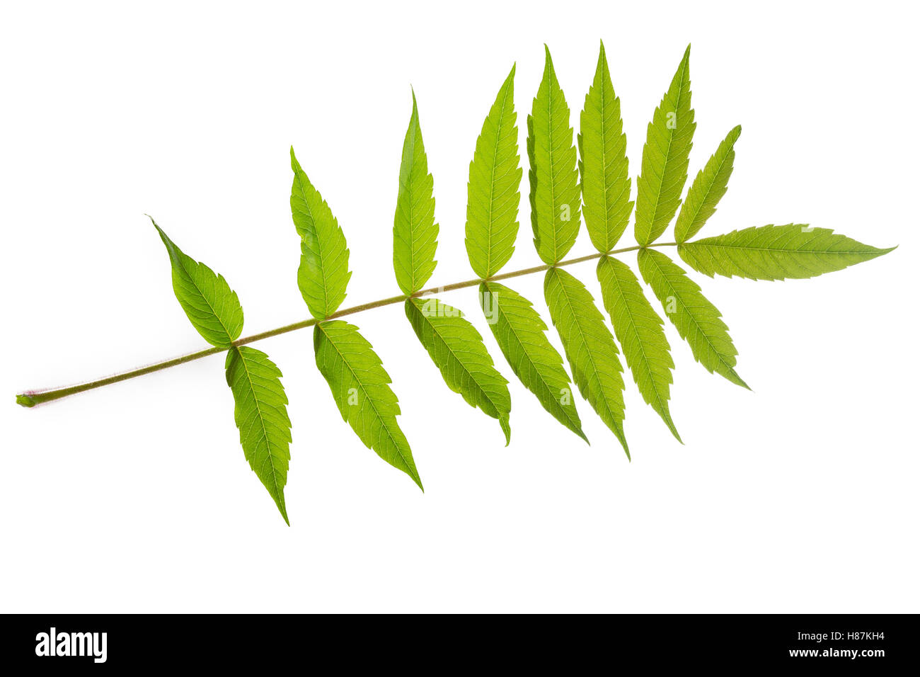Essigbaum, Essig-Baum, Kolbensumach, Kolben-Sumach, Rhus Typhina, Rhus Hirta, Stag´s Horn Sumach, Le Sumach Vinaigrier, Sumach Ama Stockfoto Essigbaum, Essig-Baum, Kolbensumach, Kolben-Sumach, Rhus Typhina, Rhus Hirta, Stag´s Horn Sumach, Le Sumach Vinaigrier, Sumach Ama Stockfoto
