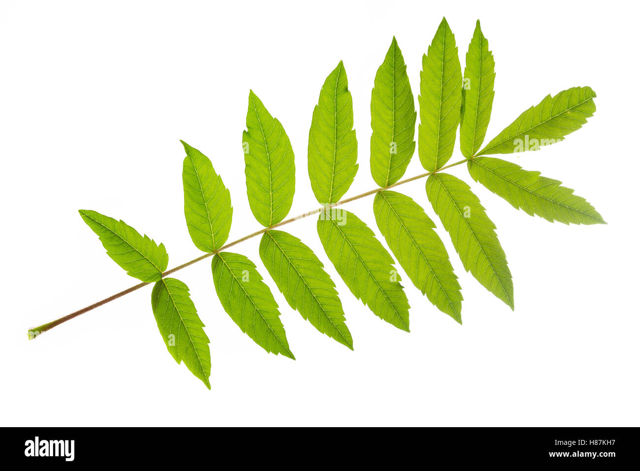 Essigbaum, Essig-Baum, Kolbensumach, Kolben-Sumach, Rhus Typhina, Rhus Hirta, Stag´s Horn Sumach, Le Sumach Vinaigrier, Sumach Ama Stockfoto Essigbaum, Essig-Baum, Kolbensumach, Kolben-Sumach, Rhus Typhina, Rhus Hirta, Stag´s Horn Sumach, Le Sumach Vinaigrier, Sumach Ama Stockfoto