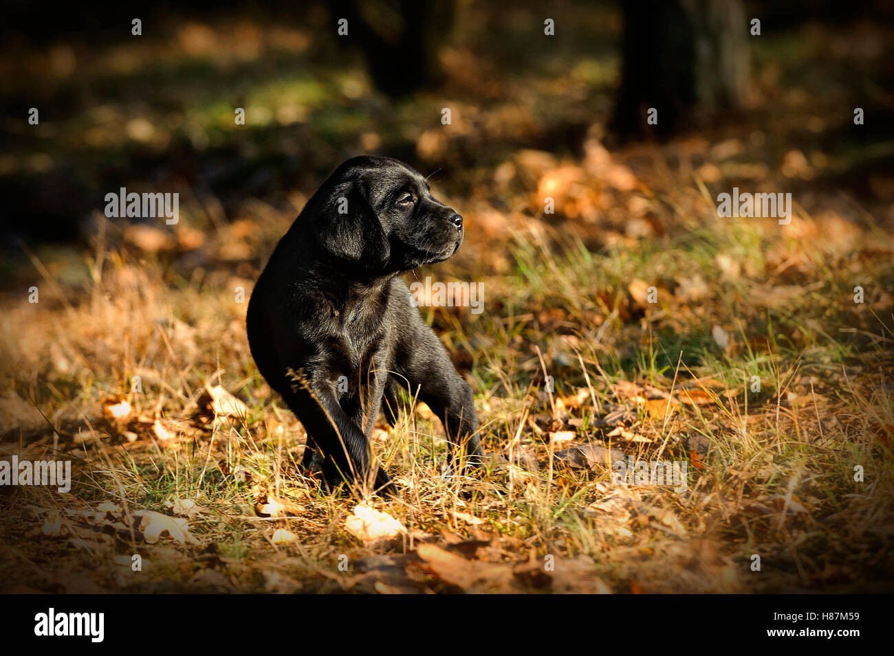 Schwarze Labrador Retriever Welpen in Herbstlandschaft Stockfoto