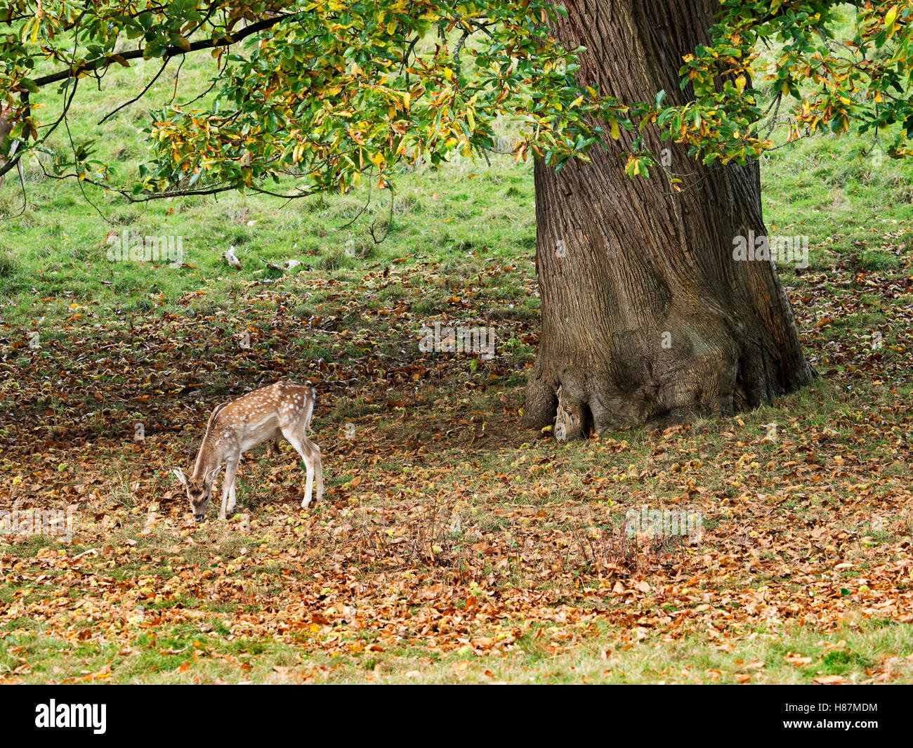 Damwild Weiden unter einem Baum Herbst an Studley Royal Deer Park Ripon Yorkshire England Stockfoto