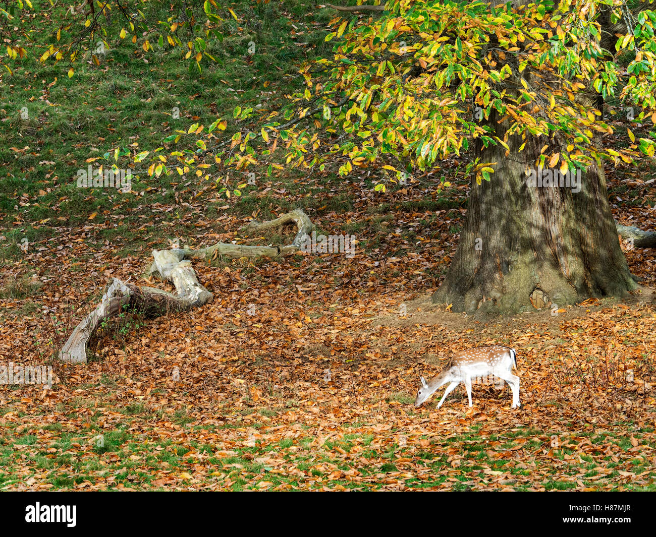 Damwild Weiden unter einem Baum Herbst an Studley Royal Deer Park Ripon Yorkshire England Stockfoto