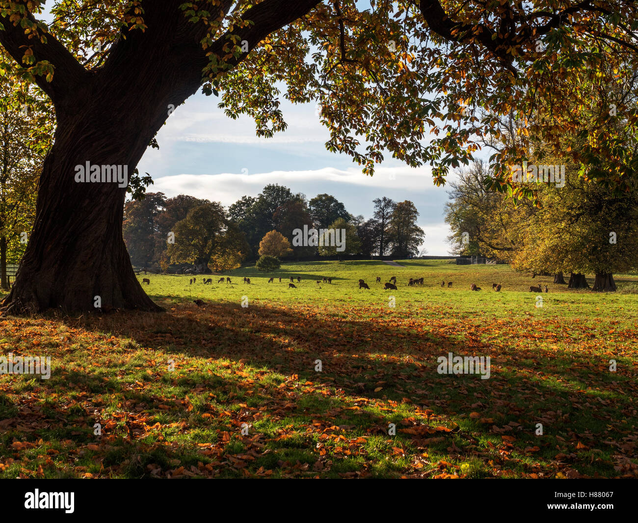 Red Deer Beweidung im Studley Royal Deer Park im Herbst Ripon Yorkshire England Stockfoto