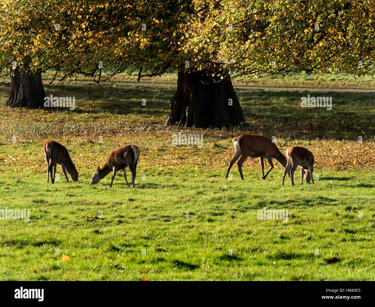 Red Deer Beweidung im Studley Royal Deer Park im Herbst Ripon Yorkshire ...