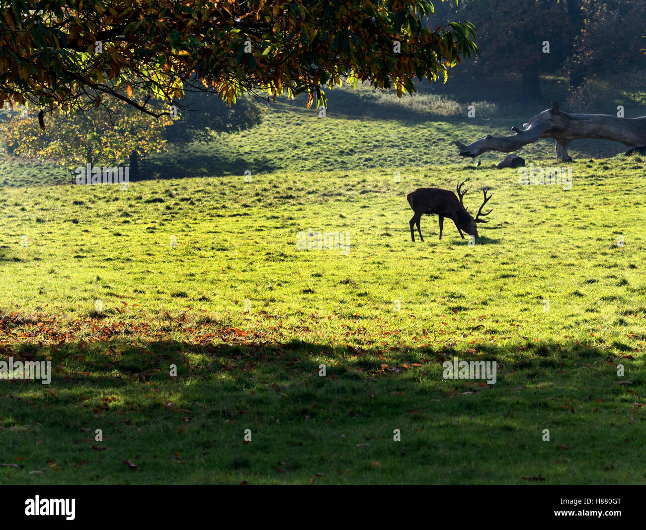 Rotwild-Hirsch Beweidung im Studley Royal Deer Park im Herbst Ripon Yorkshire England Stockfoto