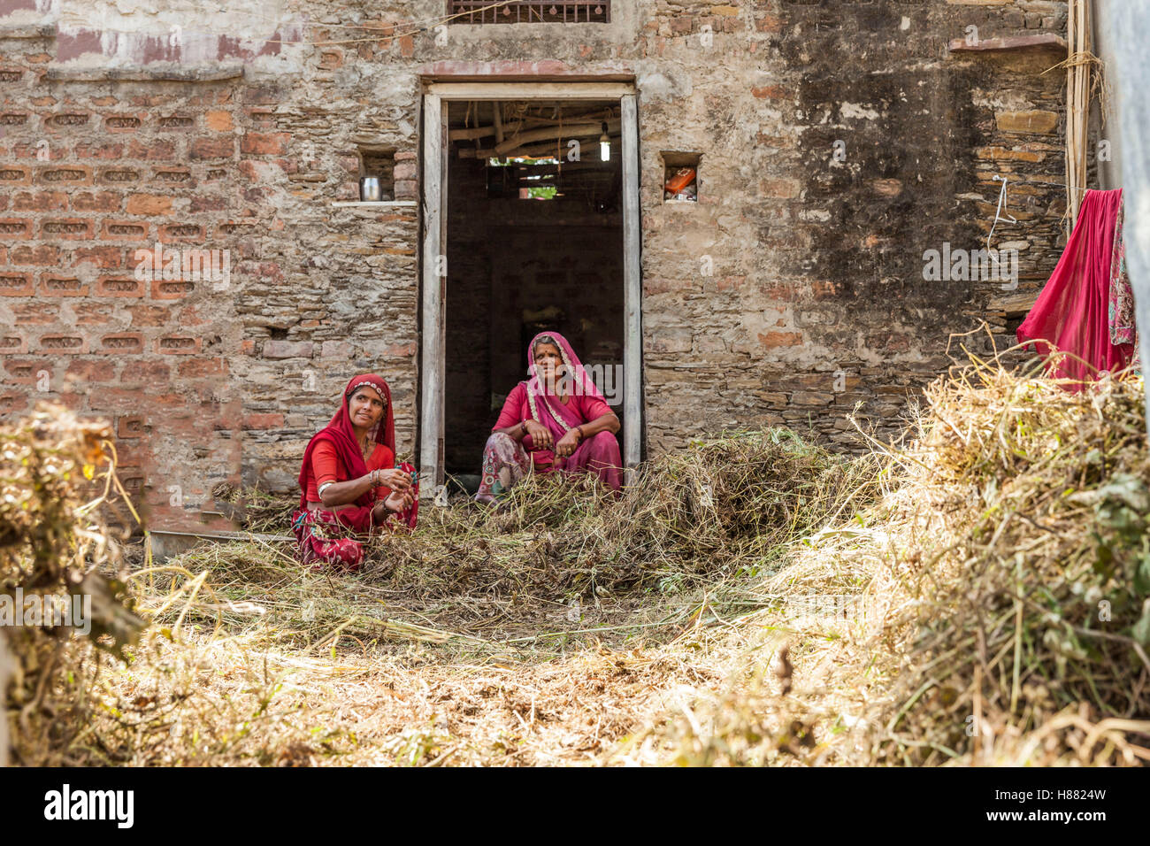 Frau in Rajasthan in der Landwirtschaft Arbeit besetzt Stockfoto
