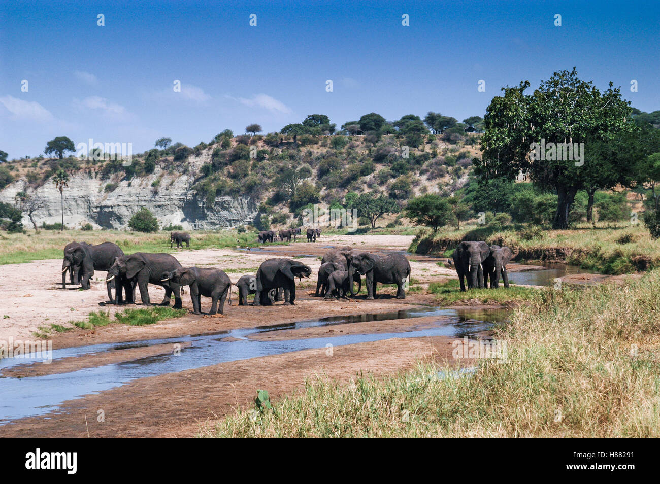Elefanten (Loxodonta Africana) sammeln am Tarangire-Fluss, Tarangire Nationalpark, Tansania Stockfoto