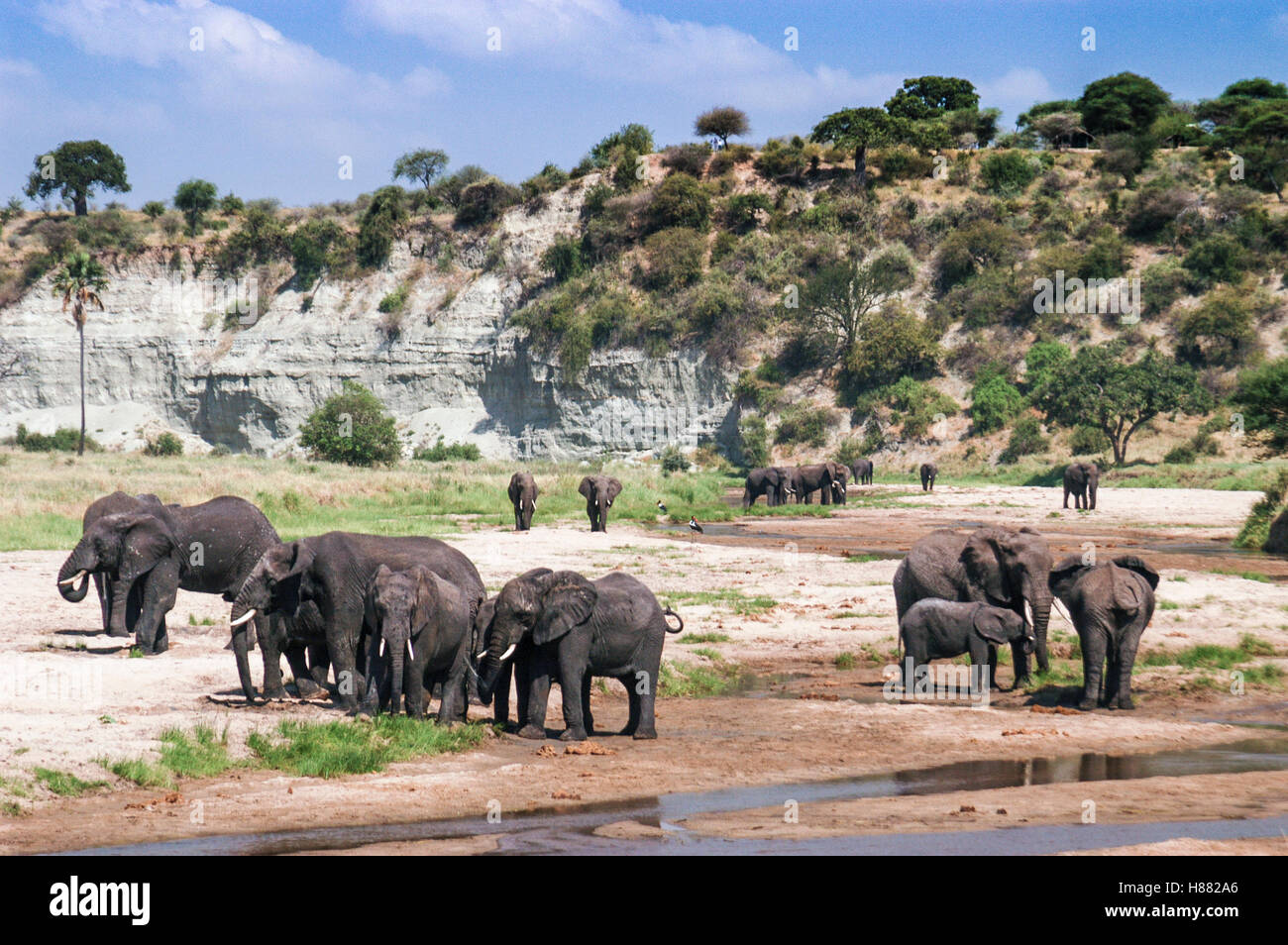 Elefanten (Loxodonta Africana) sammeln am Tarangire-Fluss, Tarangire Nationalpark, Tansania Stockfoto
