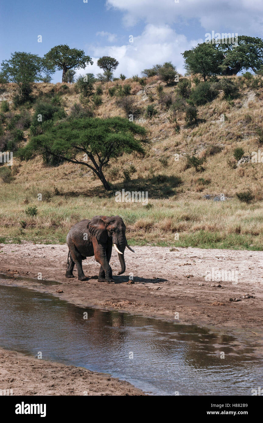 Elefanten (Loxodonta Africana) sammeln am Tarangire-Fluss, Tarangire Nationalpark, Tansania Stockfoto