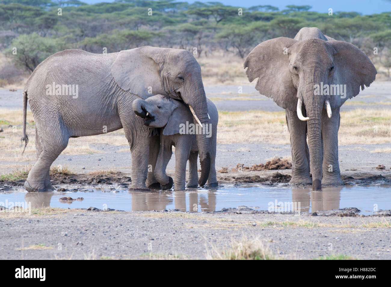 Afrikanische Elefanten (Loxodonta Africana) mit kleinen Kalb, Ndutu, Ngorongoro, Tansania Stockfoto