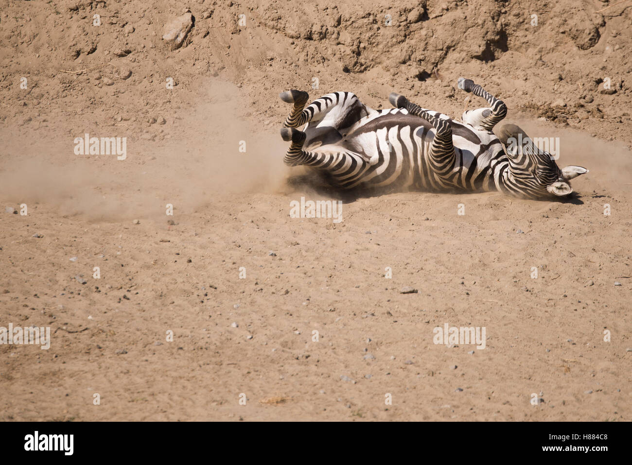 Zebra auf dem Boden auf dem Rücken. Stockfoto