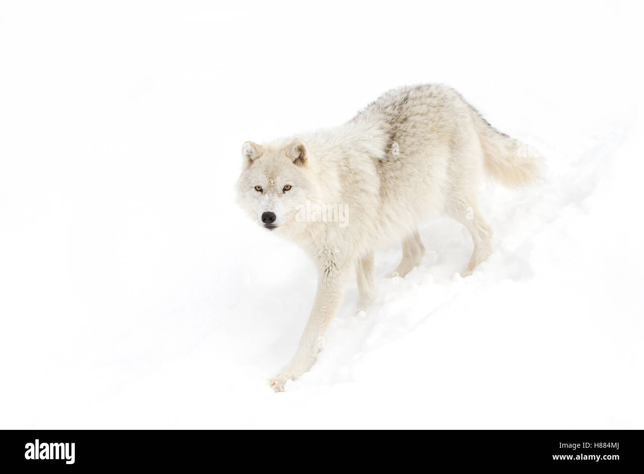 Ein einsamer Arktische Wölfe (Canis lupus arctos) stehen im Winter schnee Kanada Stockfoto