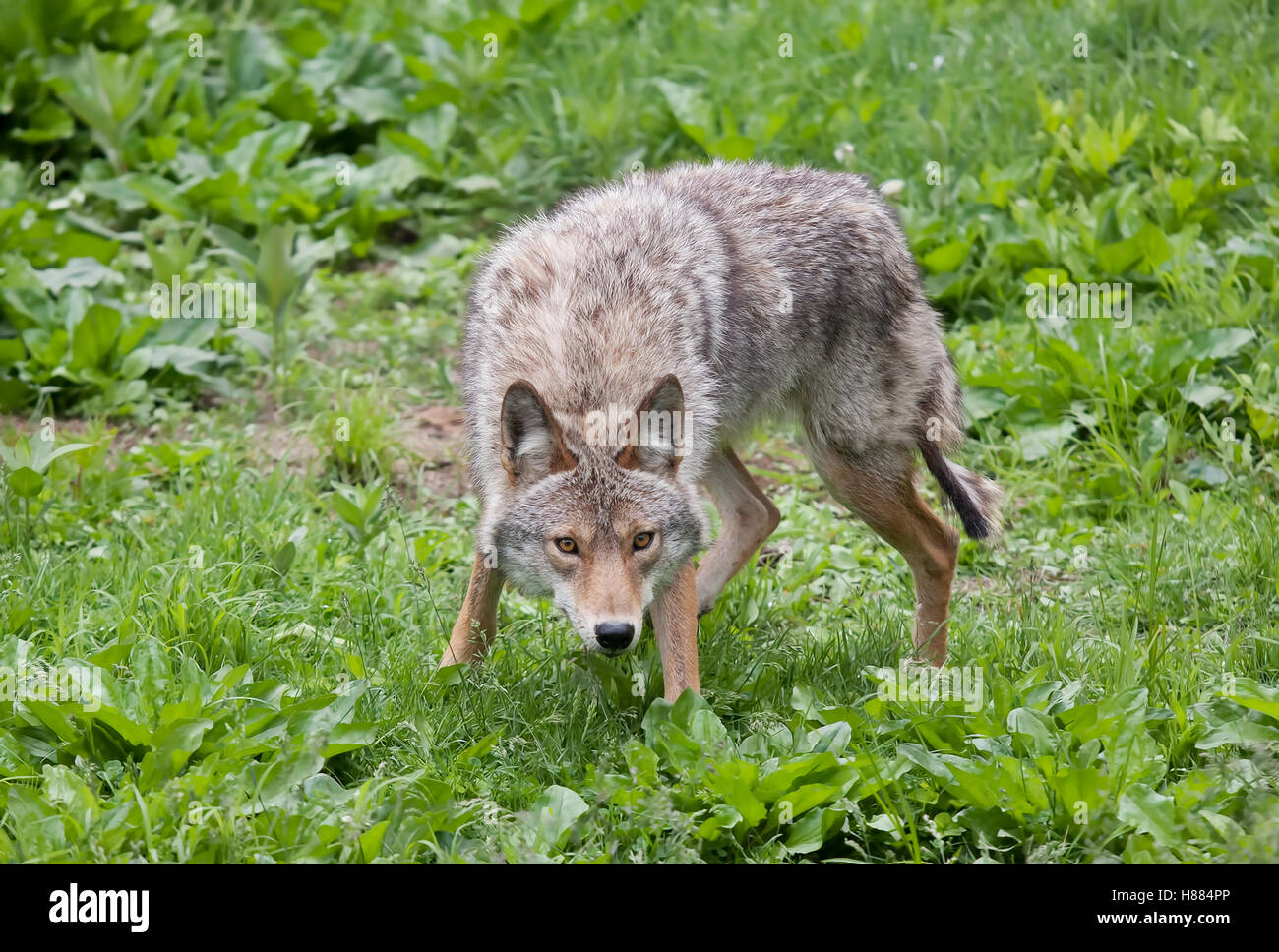 Ein einsamer Kojote (Canis yogiebeer) stehen in einem Feld im Frühling in Kanada Stockfoto