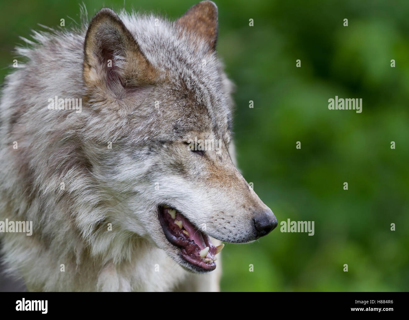 Timber Wolf oder grauen Wolf (Canis lupus) im Herbst in Kanada Stockfoto