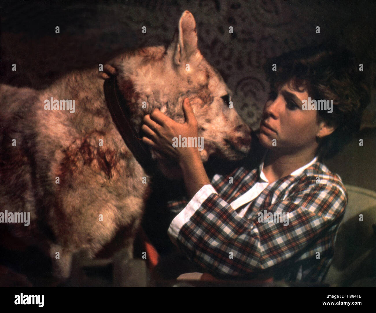 Der Weiße Hund Von Beverly Hills Online Sehen Der Weiße Hund von Beverly Hills, USA (weißer Hund) 1981, Regie: Samuel
