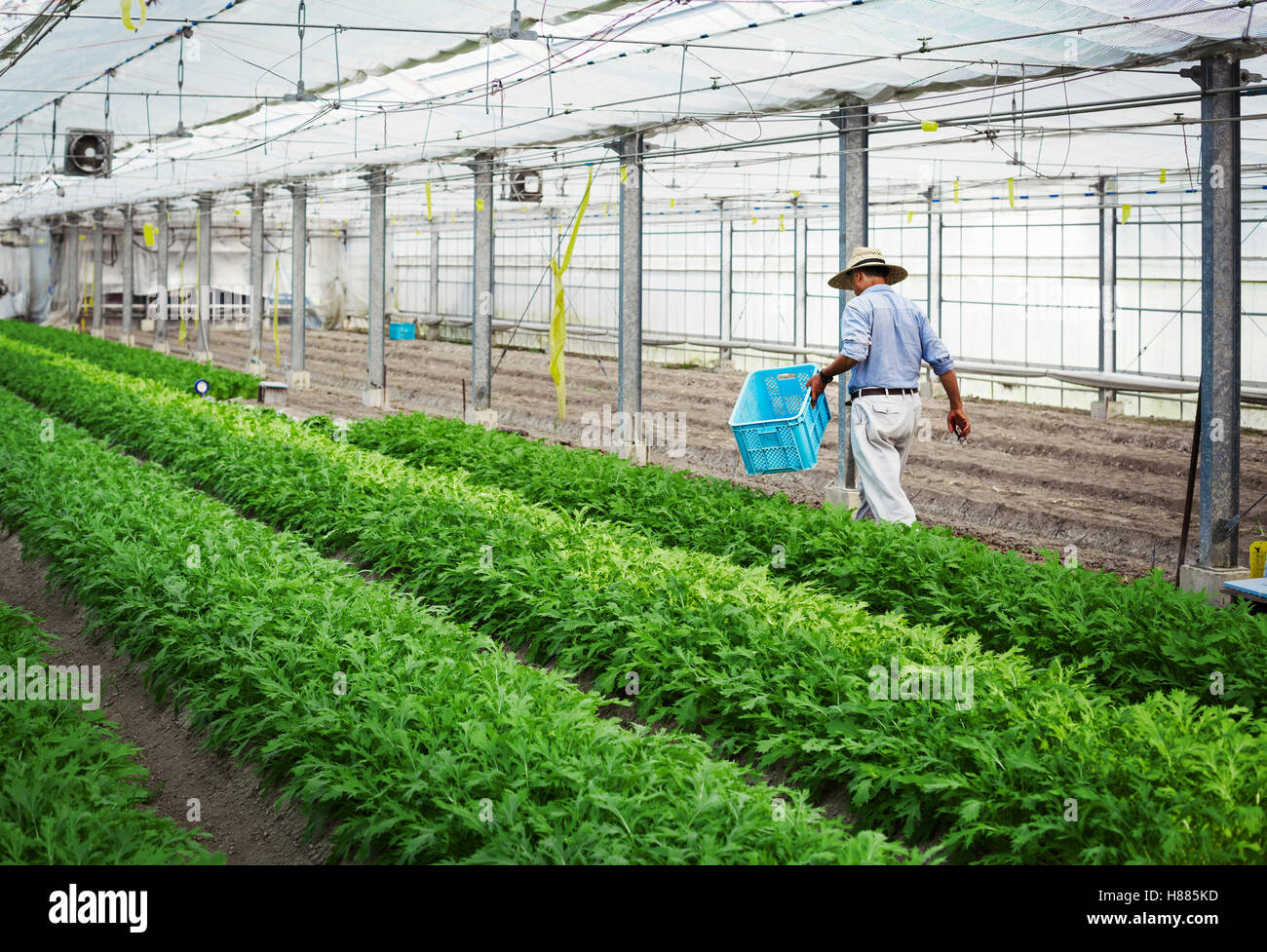 Ein Mann mit Hut in einem Gewächshaus ernten eine kommerzielle Ernte der Mizuna Gemüsepflanze arbeiten. Stockfoto