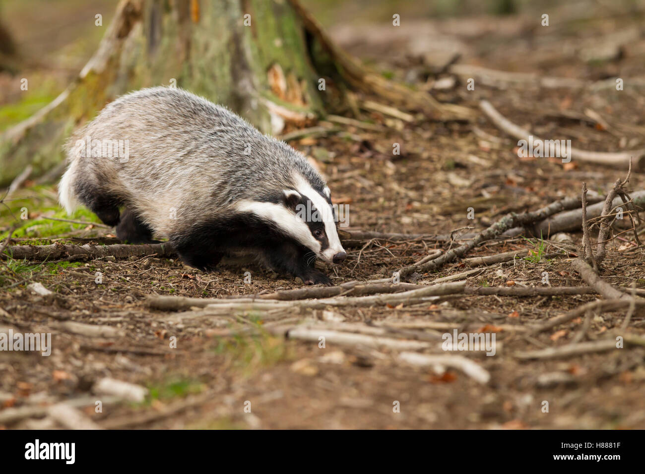 Dachs, Meles Meles, Europäischer Dachs Stockfoto