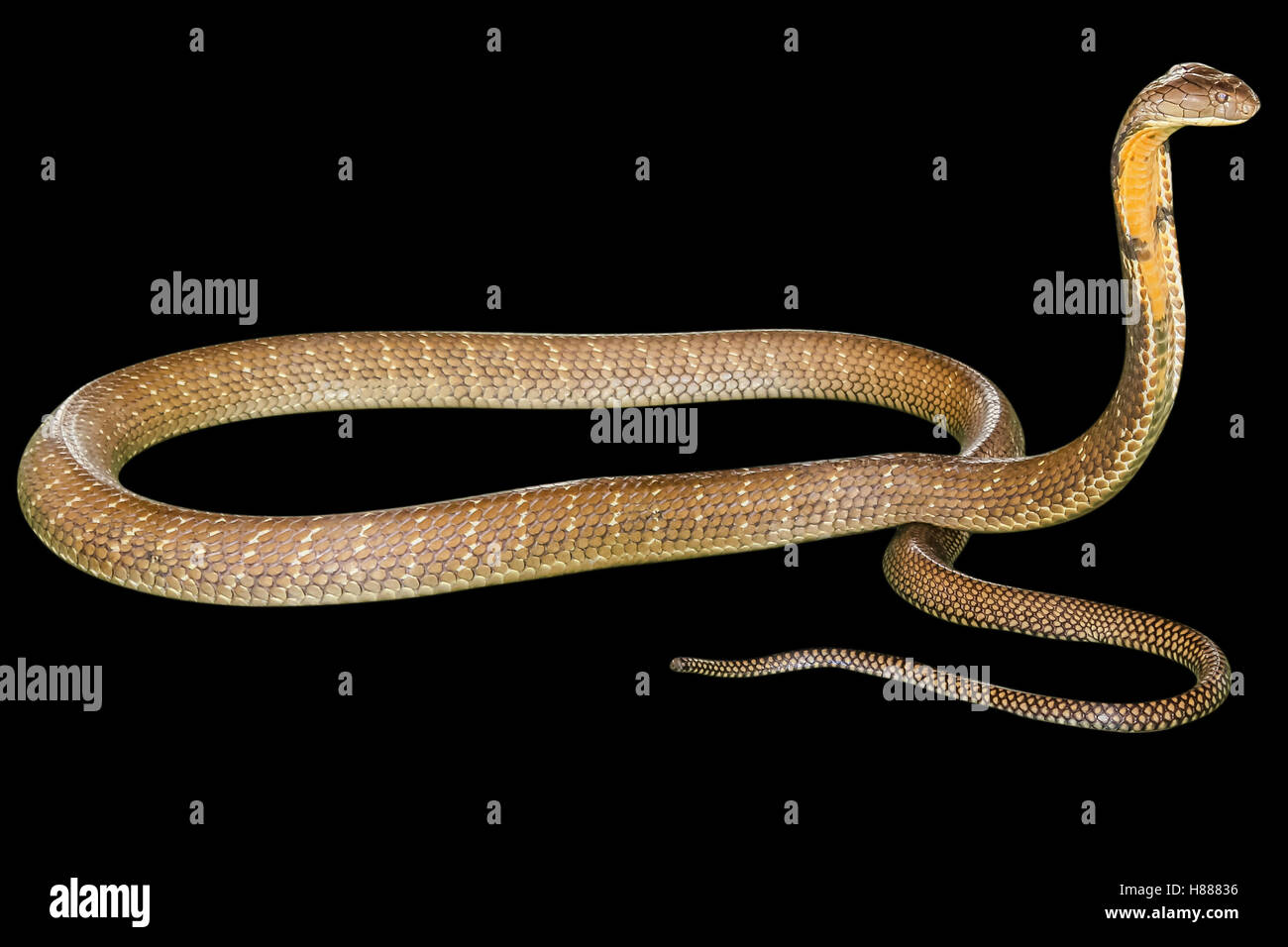 Schwarzer Konig Cobra Stockfotografie Alamy