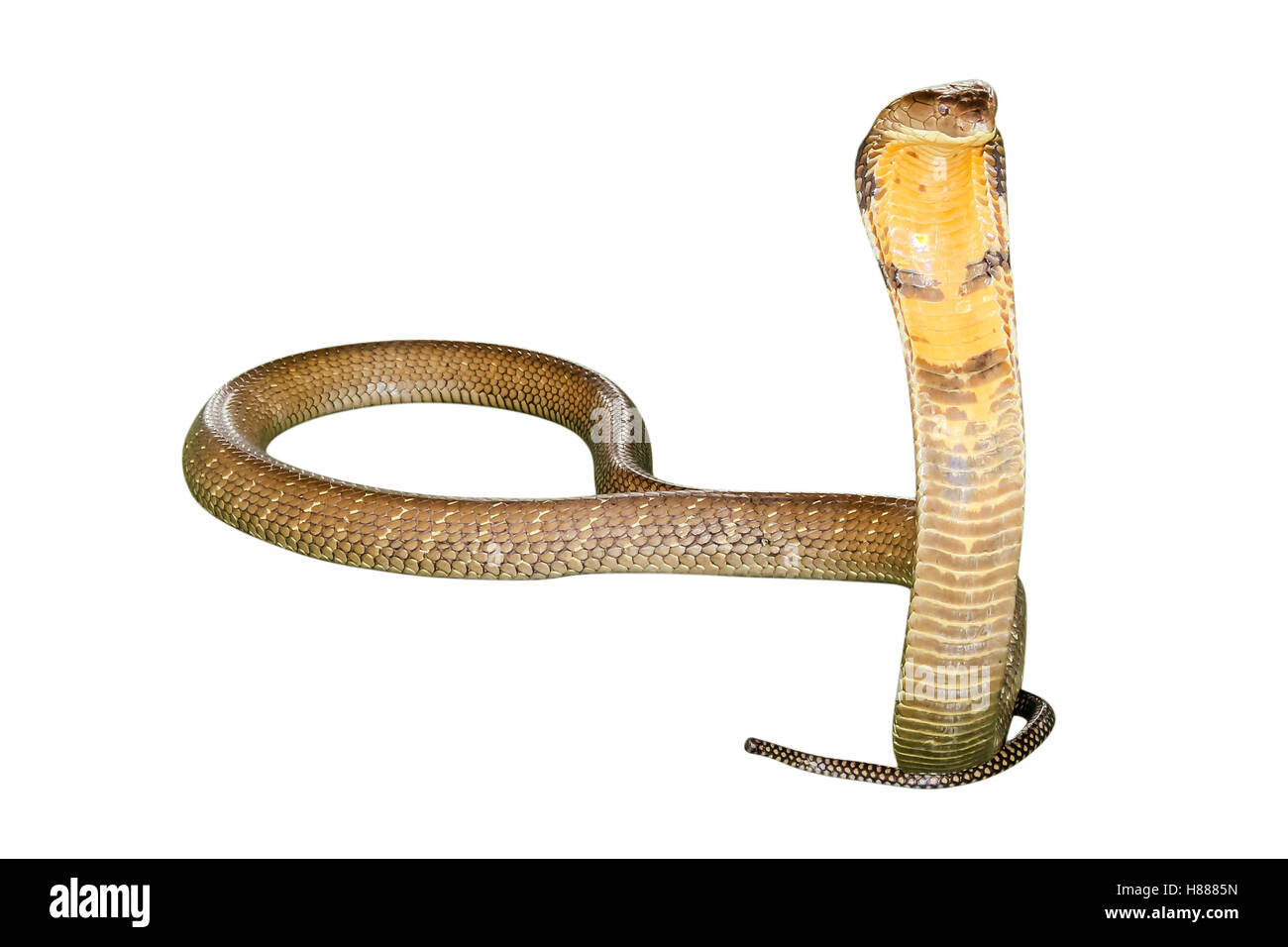 King Cobra Snake Stockfoto