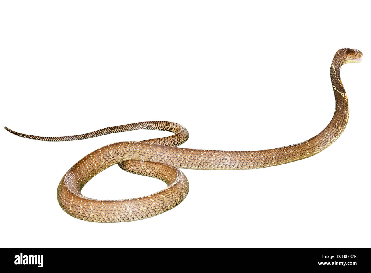 Kobra Schlange isoliert Stockfoto