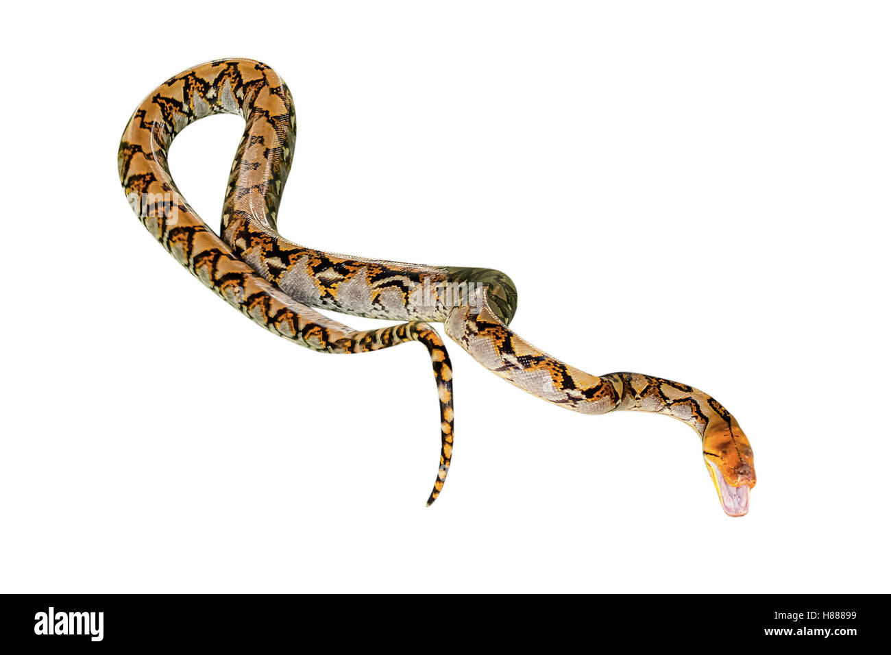 Netzpython isoliert Stockfoto