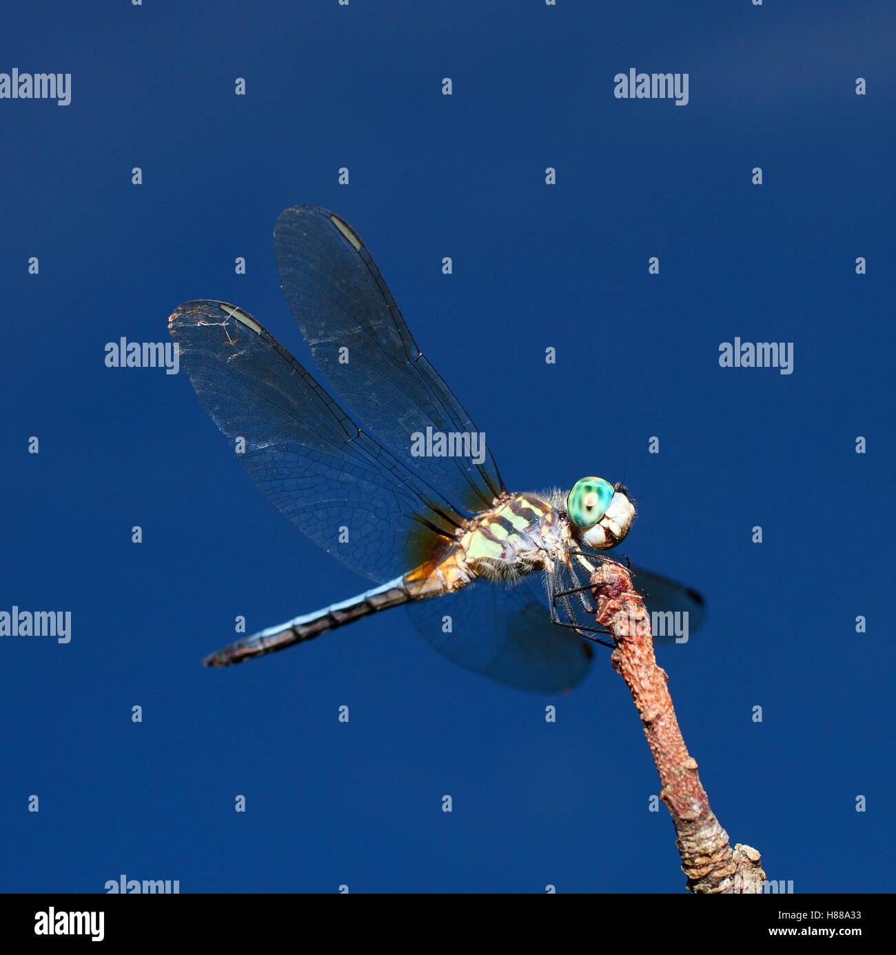 Libelle mit großen blauen Augen, die auf einem Stick ruht Stockfoto