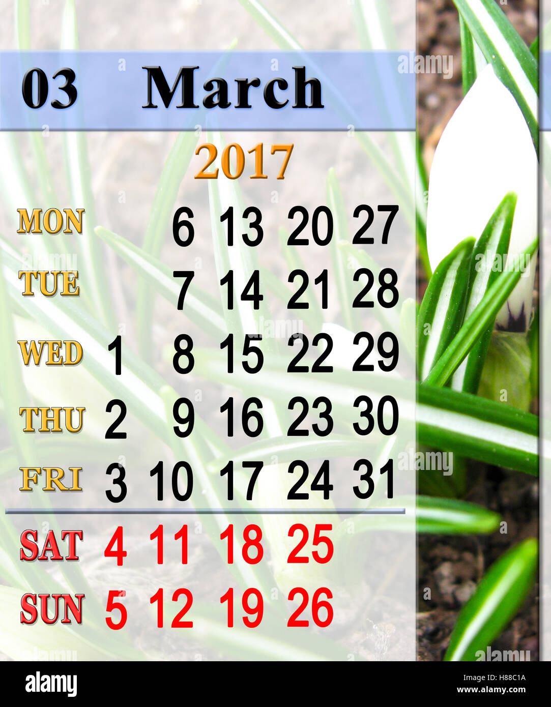 Kalender März 2017 Jahr mit weißen Blüten der Krokusse Stockfoto