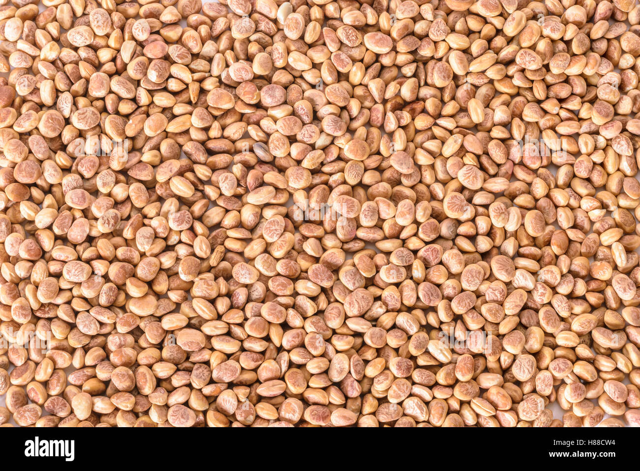 Charoli (Chironji) - Buchanania Lanzan - Hintergrund Stockfoto