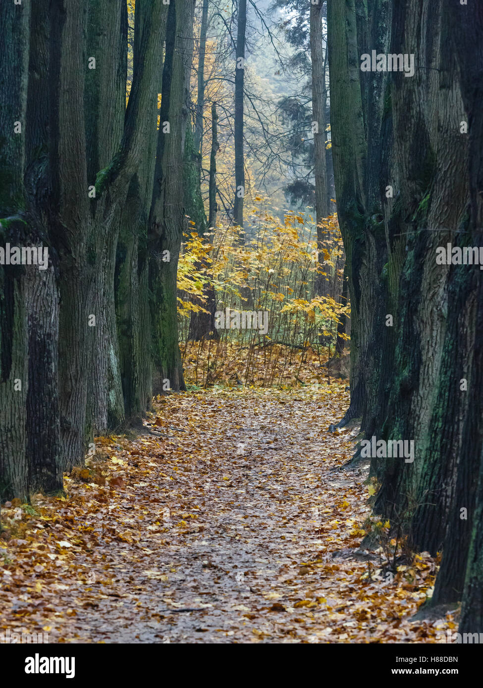 Weg zwischen Stämme der großen Linden im Herbst park Stockfoto