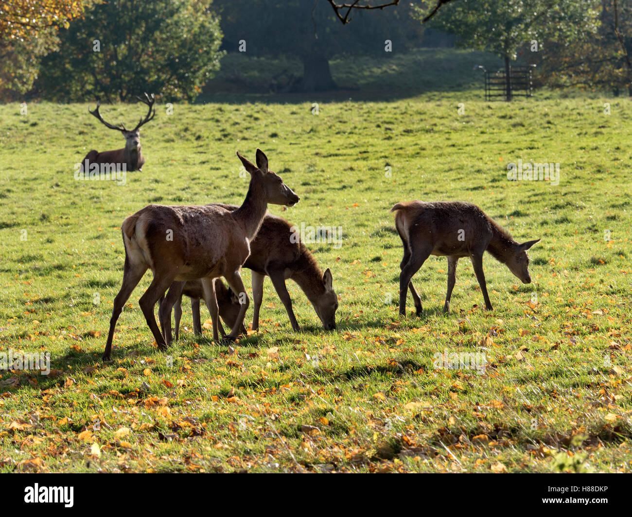 Gruppe von Rotwild mit Hirsch sehen in der Ferne im Studley Royal Deer Park im Herbst Ripon Yorkshire England Stockfoto