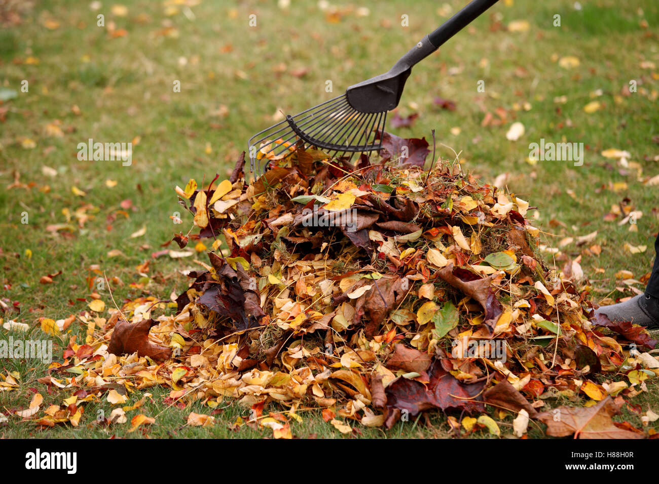 Herbstlaub in einem Haufen geharkt wird. Bild zeigt leichte Bewegung der Rake und einige Blätter Stockfoto