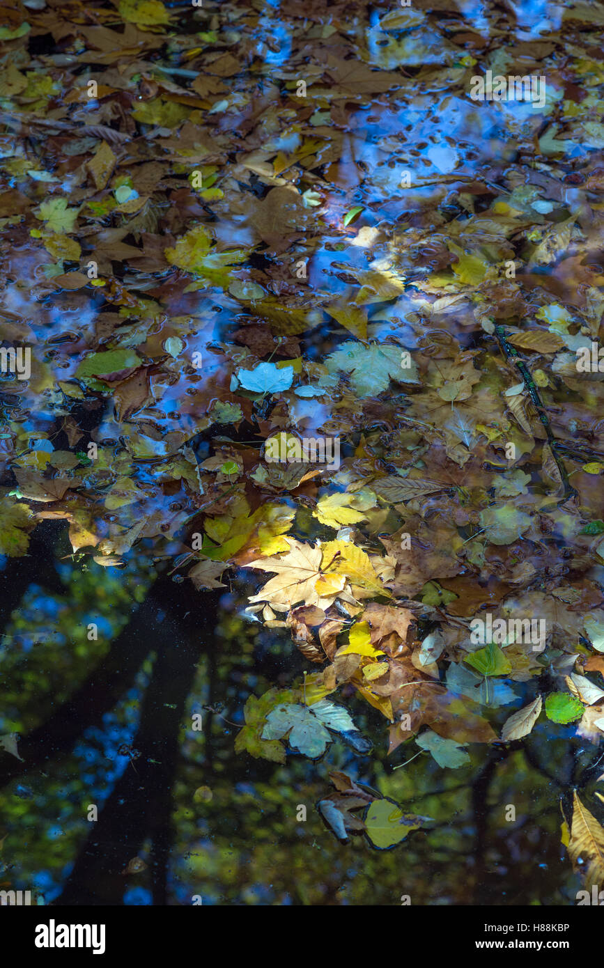 Auf Teich schwimmende Blätter im Herbst Stockfoto