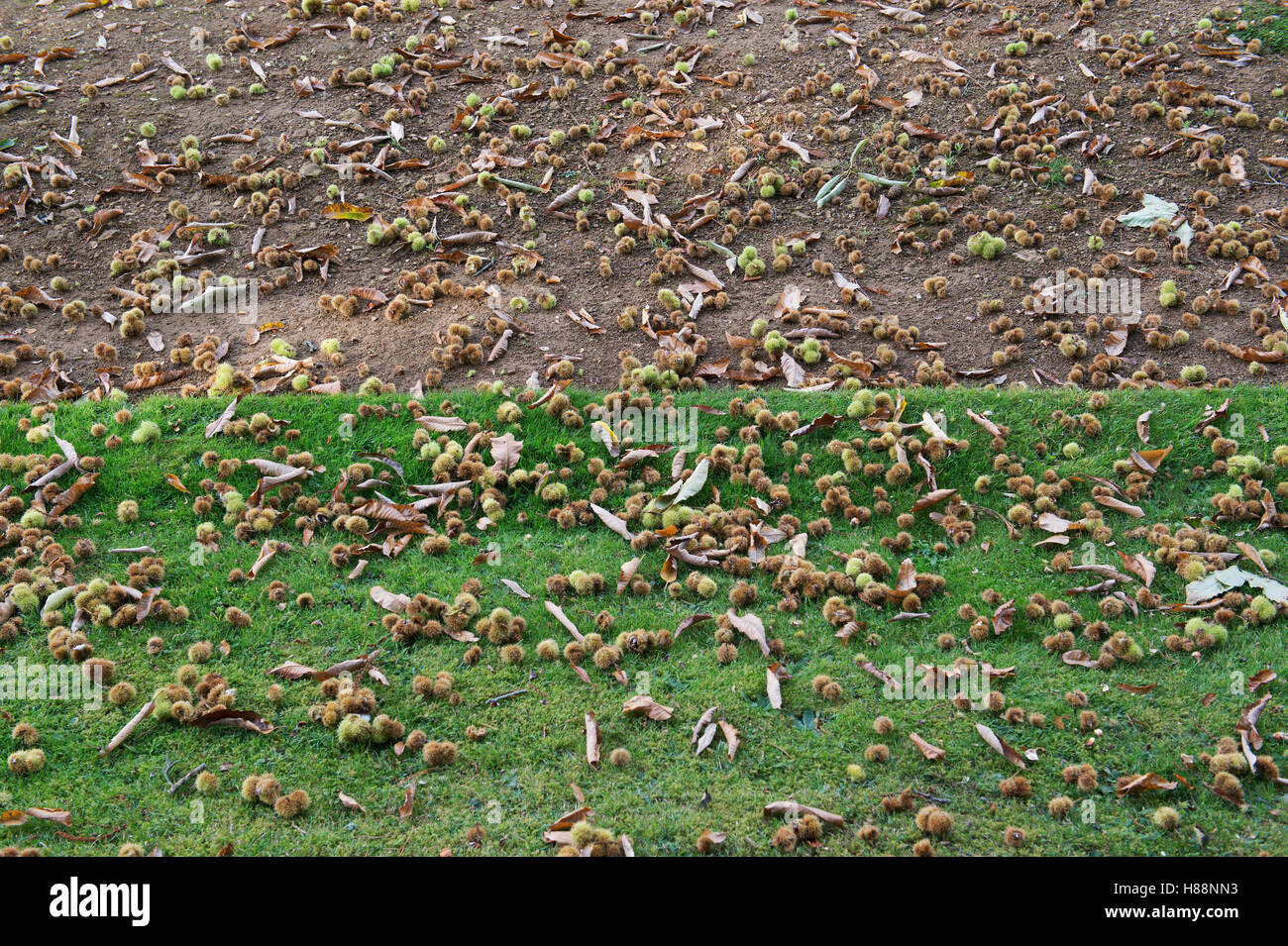 Castanea sativa. Gefallene Kastanien im Herbst. VEREINIGTES KÖNIGREICH Stockfoto