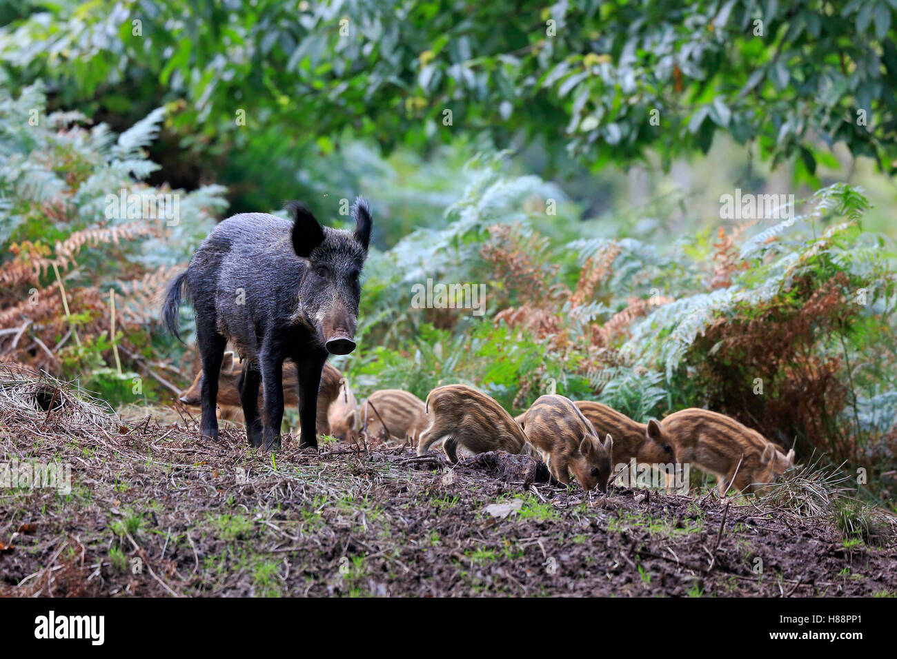 Weibliches Wildschwein mit Frischlingen im Forest of Dean Stockfoto