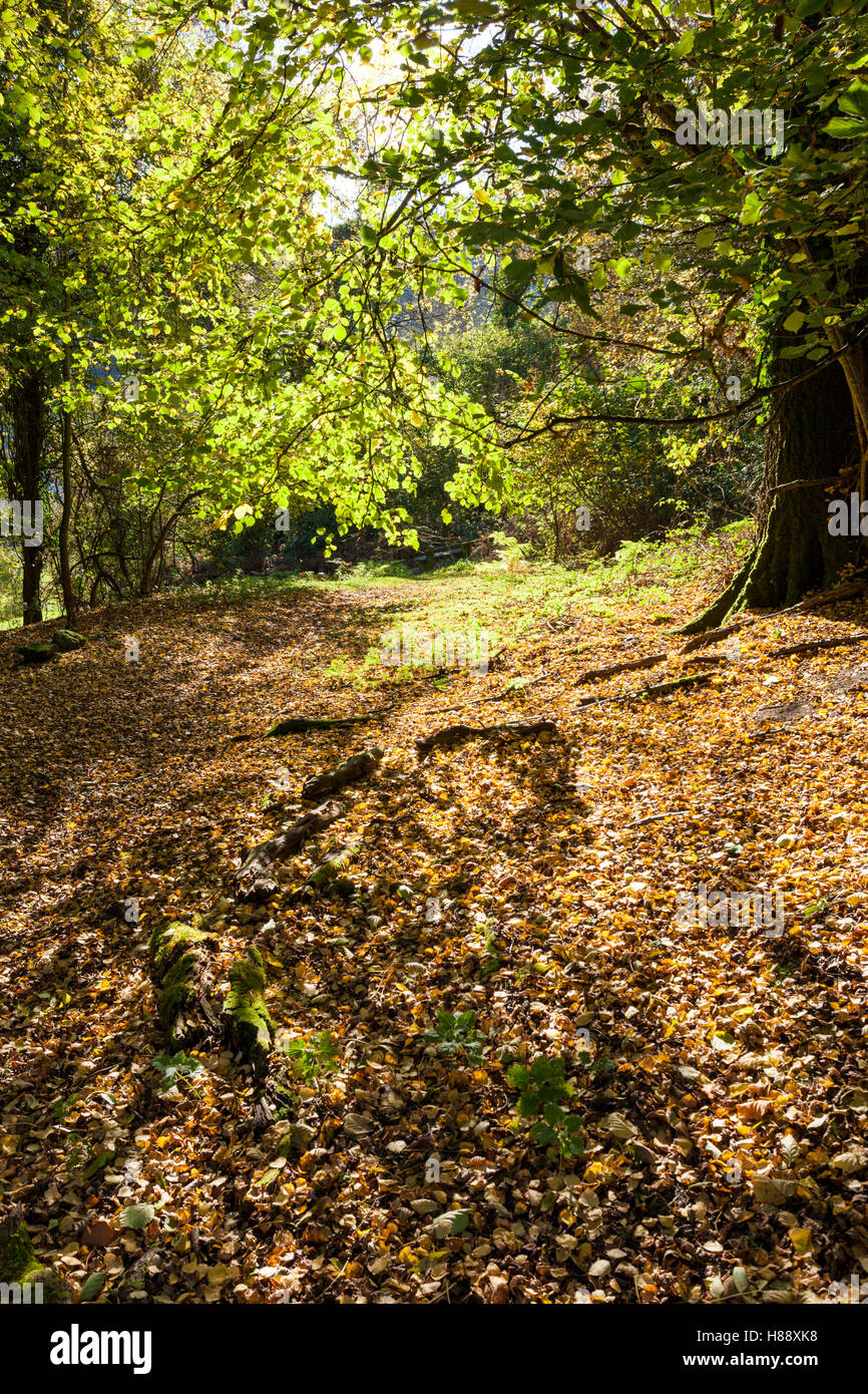 Herbst im Wye Valley - ein Fußweg hinunter den Fluss Wye in Lancaut, Gloucestershire UK Stockfoto