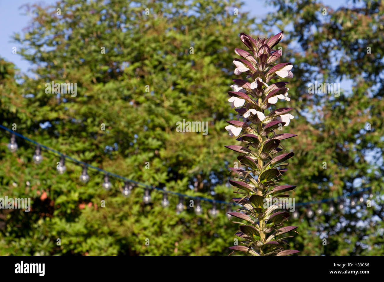 Acanthus Spinosus "Stacheligen tragen Reithose" in Blumen in einem Garten in North Yorkshire, England, UK Stockfoto