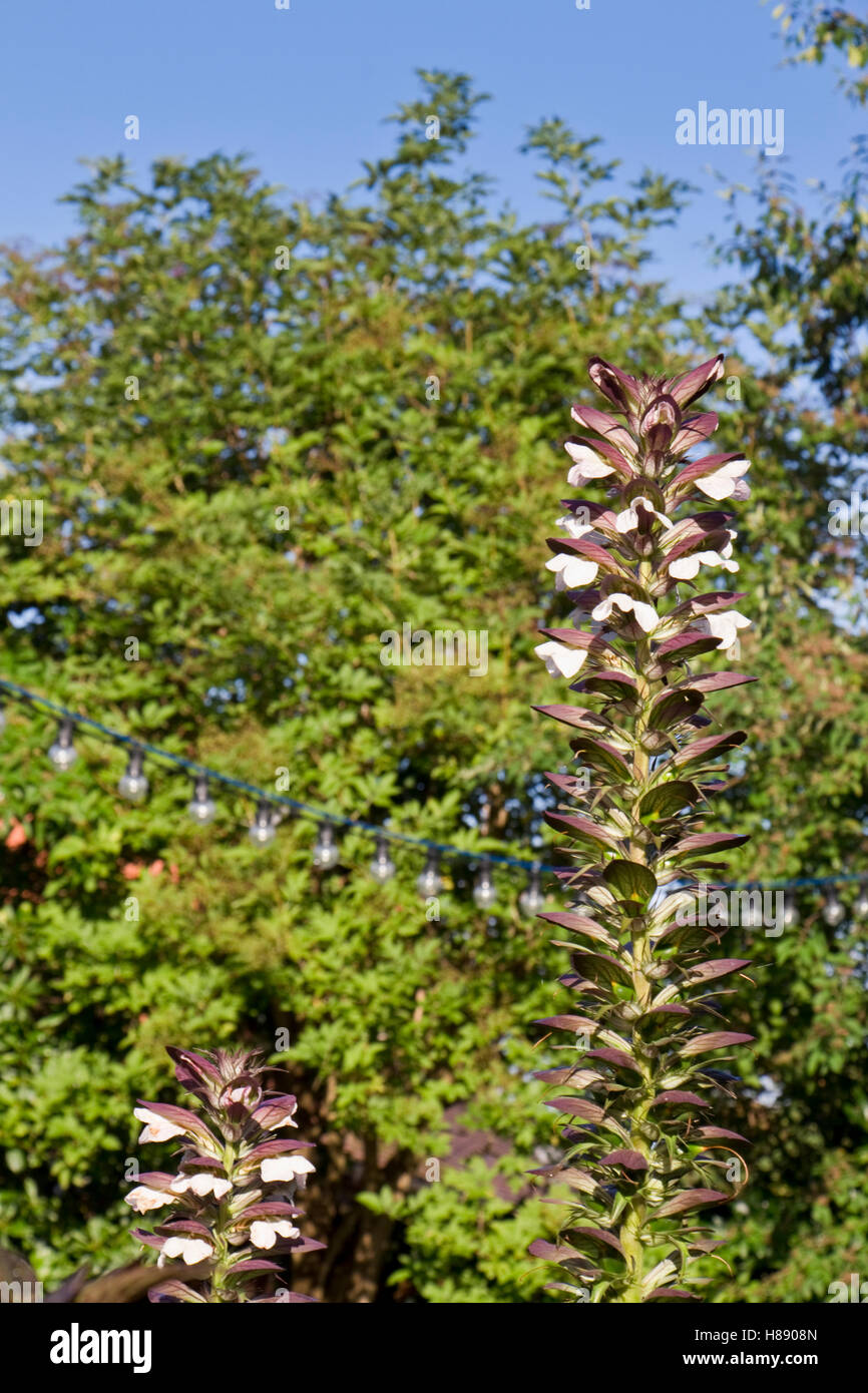 Acanthus Spinosus "Stacheligen tragen Reithose" in Blumen in einem Garten in North Yorkshire, England, UK Stockfoto