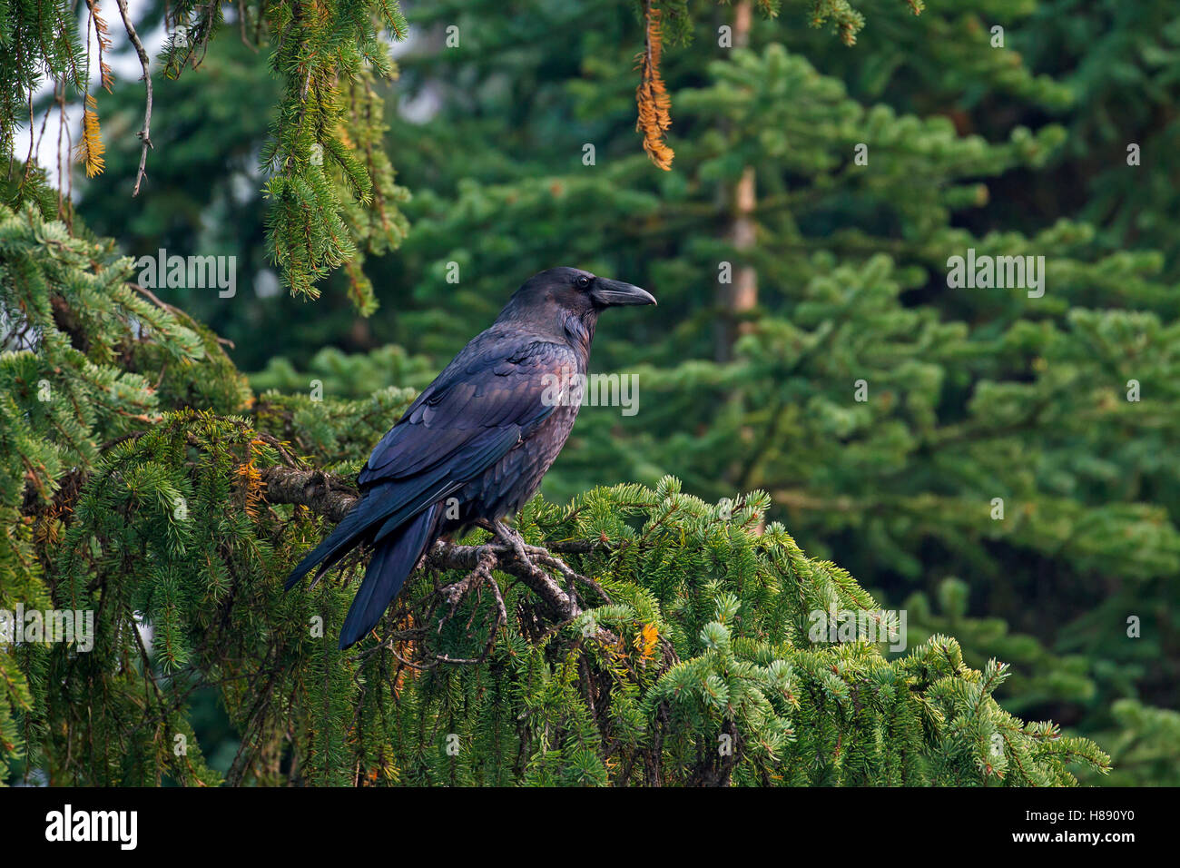 Gemeinsamen Raven / northern Rabe (Corvus Corax) thront in Fichte Stockfoto