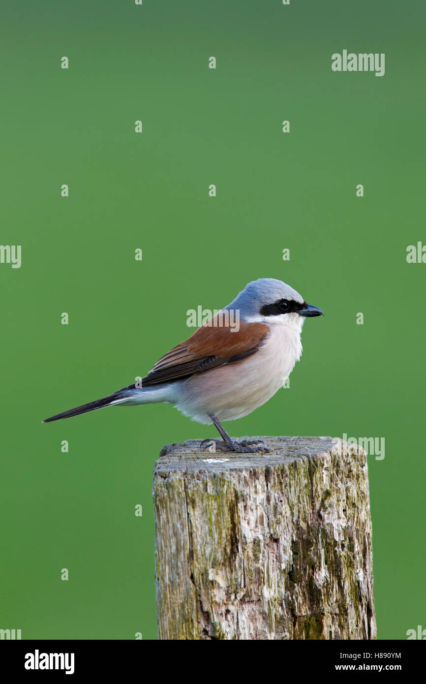 Neuntöter (Lanius Collurio) männlichen thront auf hölzernen Zaunpfosten auf Wiese im Frühling Stockfoto