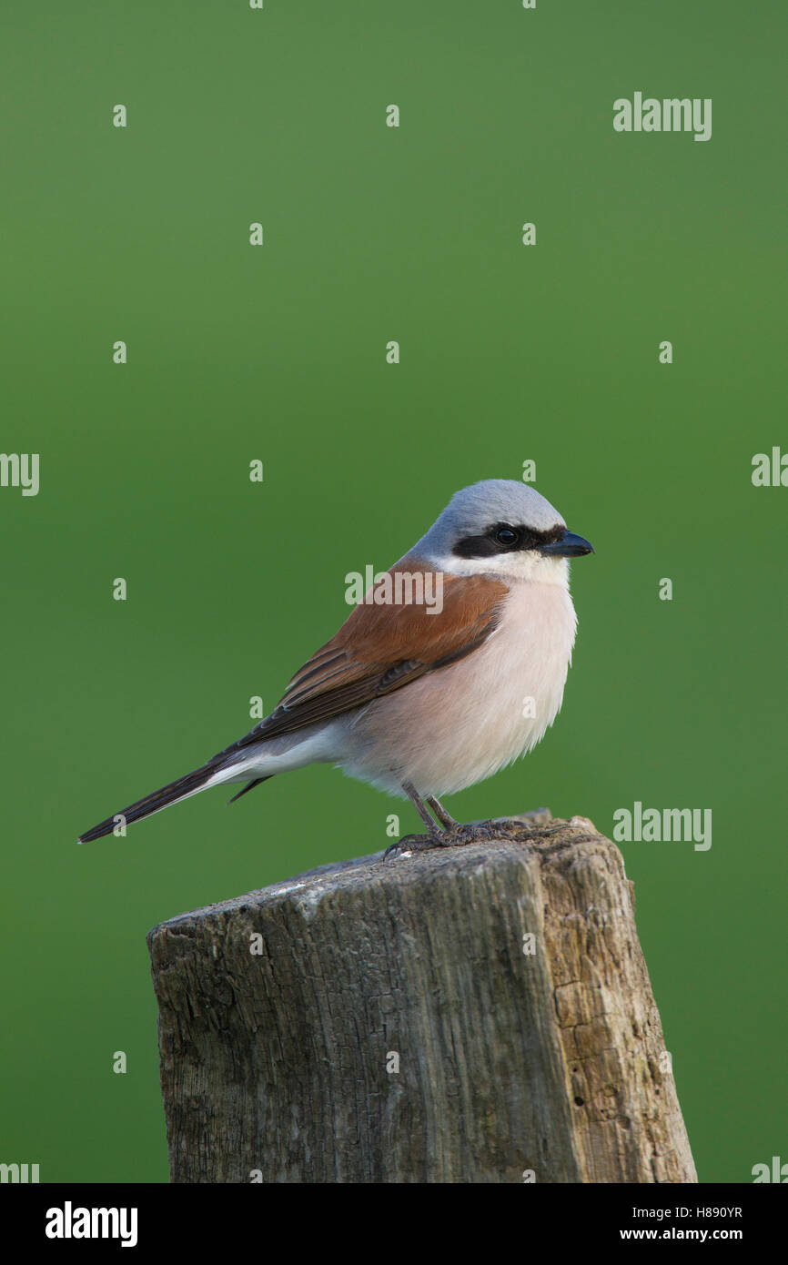 Neuntöter (Lanius Collurio) männlichen thront auf hölzernen Zaunpfosten auf Wiese im Frühling Stockfoto