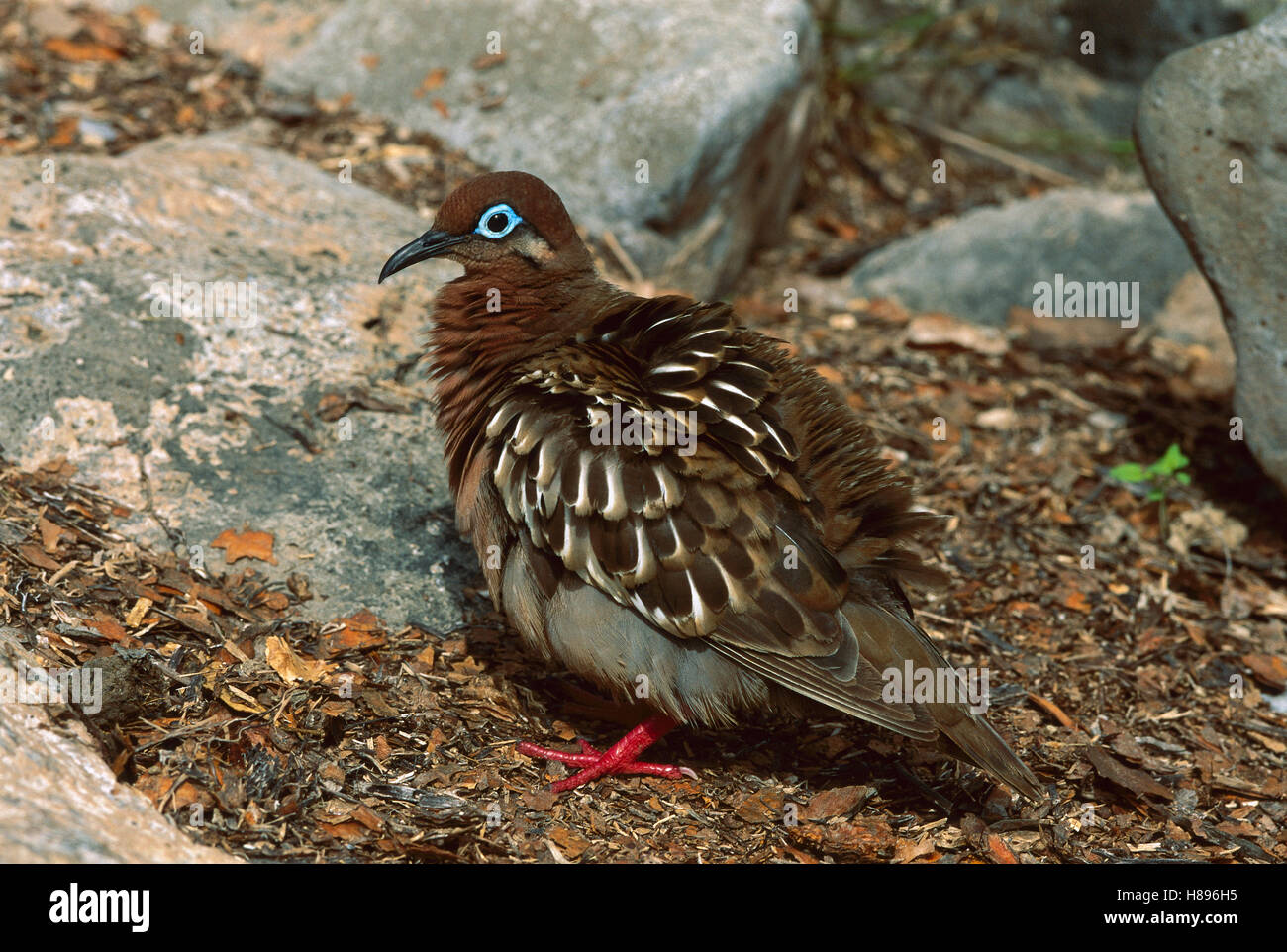 Galapagos Taube (Zenaida Galapagoensis) mit aufgeblasen Federn ...