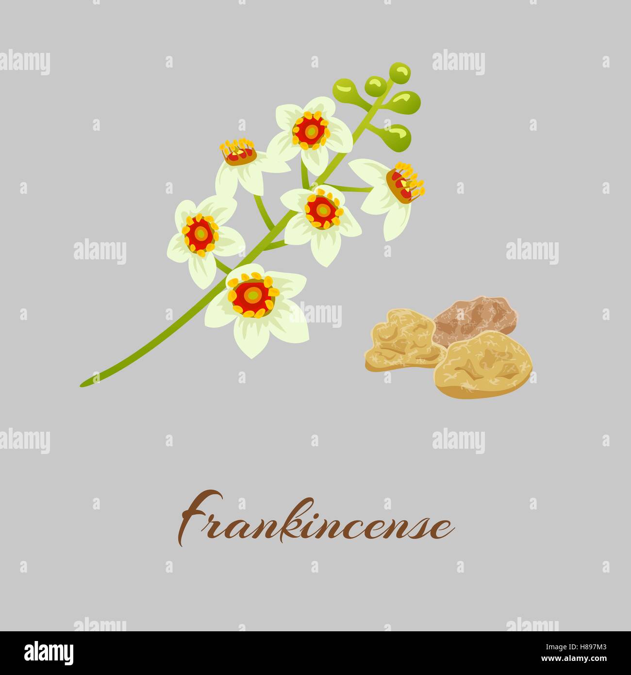 Boswellia Baum blüht.  Fankincense. Baum-Vektor-Illustration. Stock Vektor