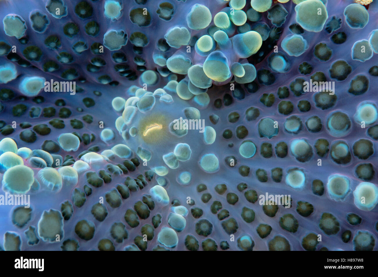 Corallimorpharian Detail, Salomonen Stockfoto